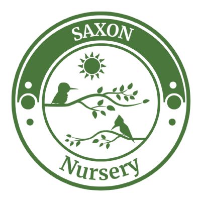 Saxon Nursery